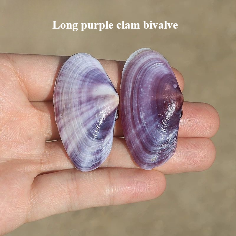 Aquarium Fish Long - Lungo vongole viola Conchiglia naturale Conchiglia