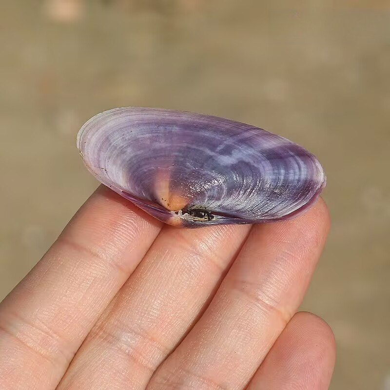 Lungo vongole viola Conchiglia - Aquarium Fish Long recensione e prezzo