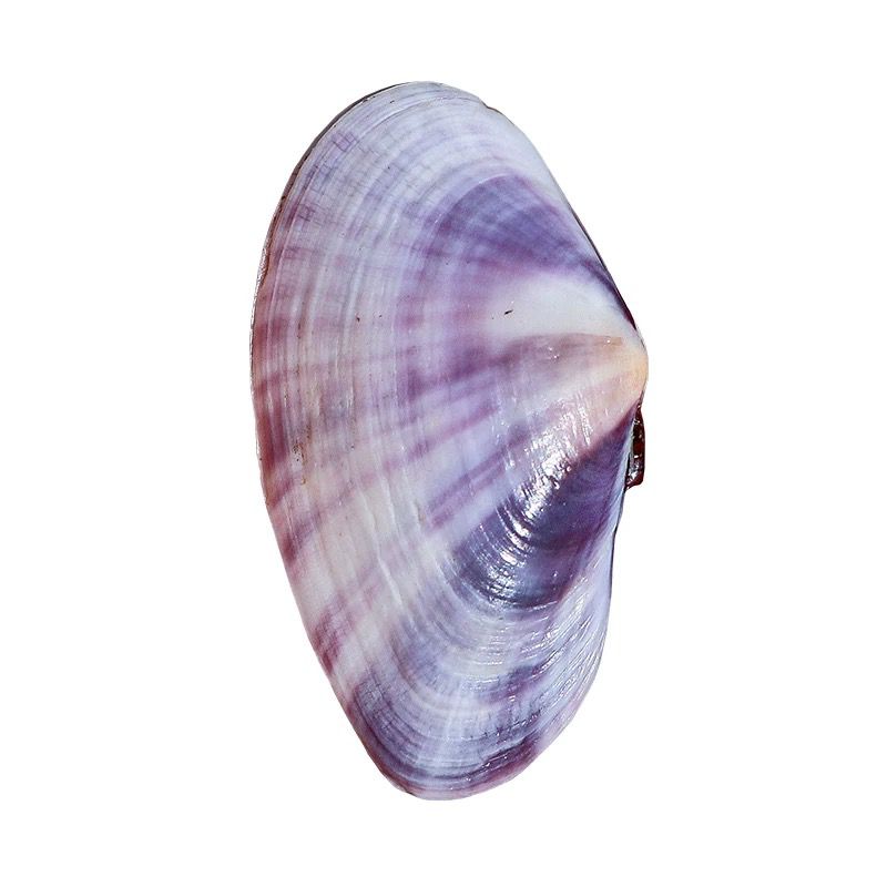 Conchiglia Naturale Lunga Viol - Aquarium Fish Long recensione e prezzo